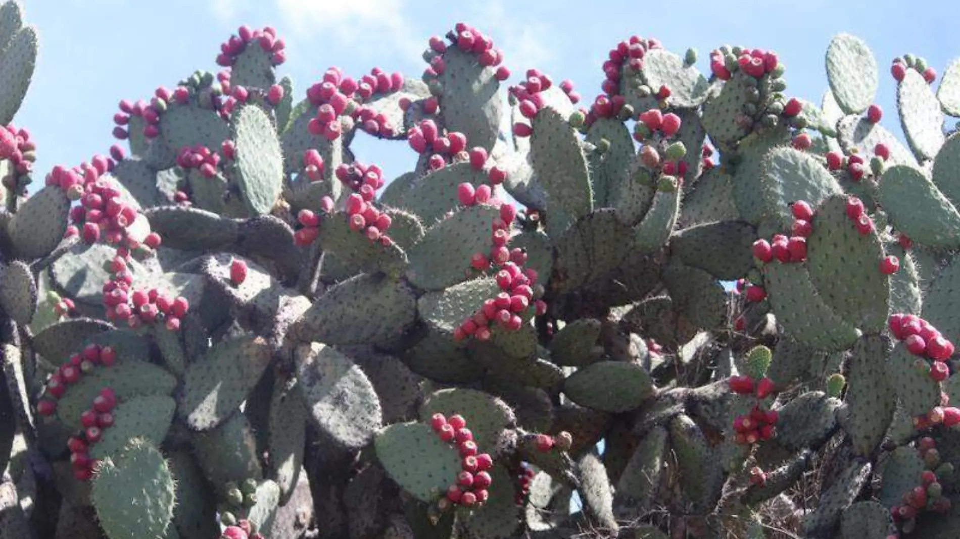 Tunas, nopales 2